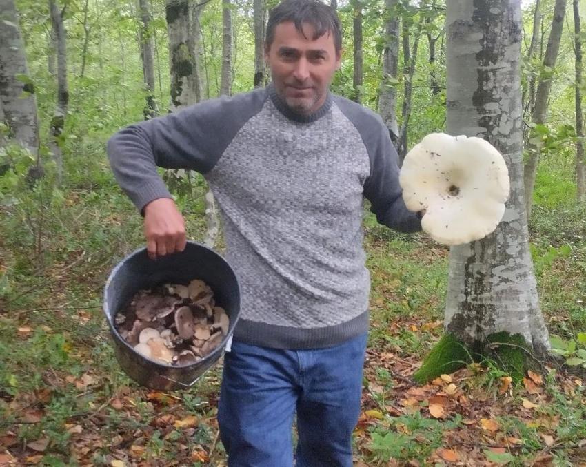 Ailece ormanda gezerken buldular! Her biri 3 kilo: Görenler şaşkına döndü