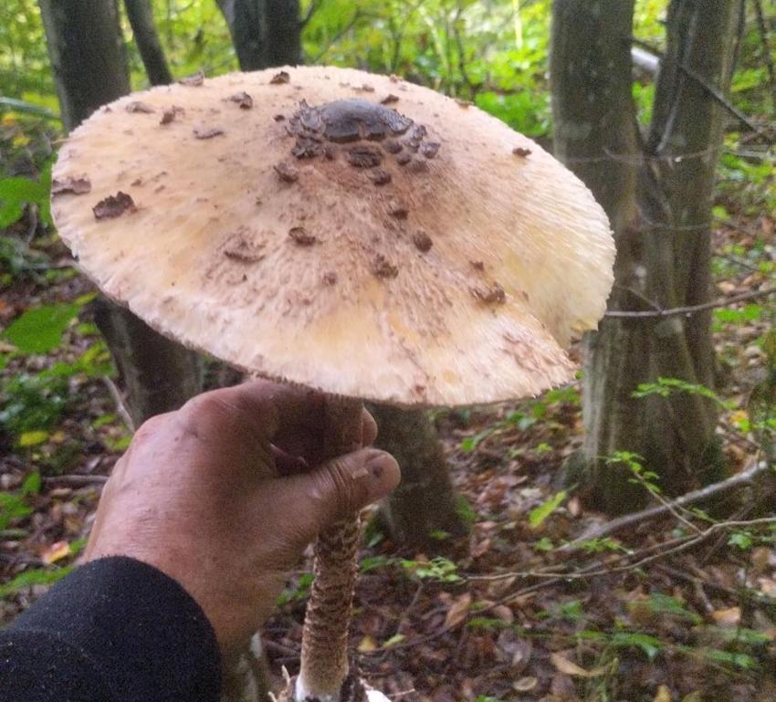 Ailece ormanda gezerken buldular! Her biri 3 kilo: Görenler şaşkına döndü