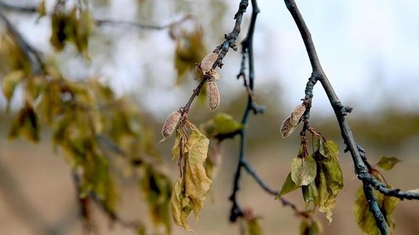 Kayserili çiftçiler dikkat! Meteoroloji'den kritik zirai don uyarısı