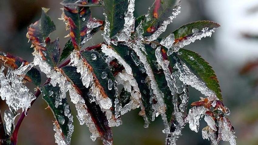 Kayserili çiftçiler dikkat! Meteoroloji'den kritik zirai don uyarısı