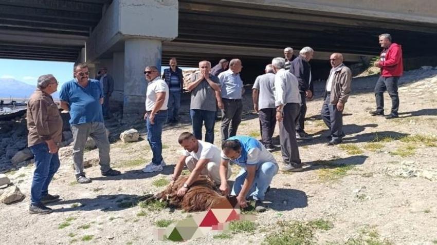 Konya'da toplanıp kurban kestiler! İlçeyi endişe sardı