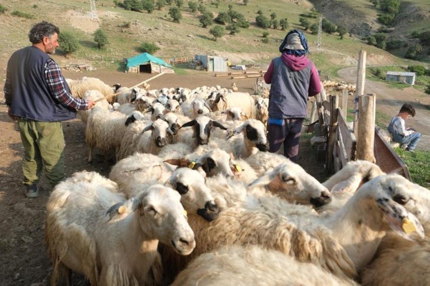 Erzincan'da Şavak Aşireti'nin zorlu yayla mesaisi meyvesini verdi! Tescilli ürünün satışları başladı