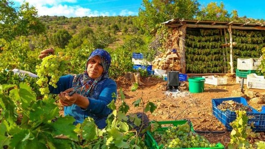 Sadece Konya’da var! Herkes yere sererken onlar tavana asıyor