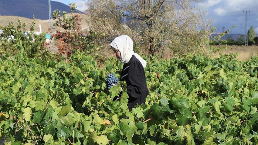 Erzincan’ın siyah incisi için hasat zamanı! Türkiye'nin dört bir yanına satış başladı