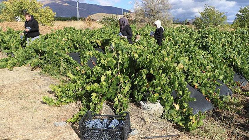 Erzincan’ın siyah incisi için hasat zamanı! Türkiye'nin dört bir yanına satış başladı