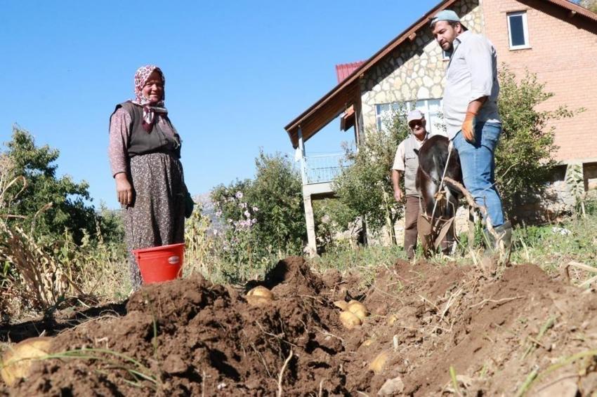 Konya'da hasat da miras kalıyor: At ve eşekle tarlaya daldılar