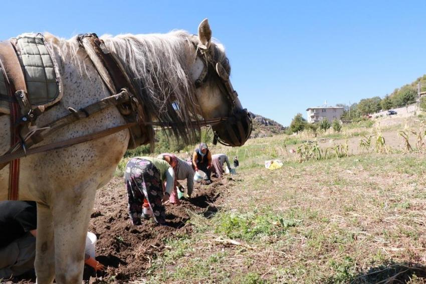 Konya'da hasat da miras kalıyor: At ve eşekle tarlaya daldılar