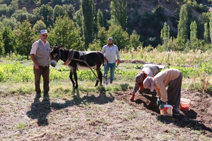 Konya'da hasat da miras kalıyor: At ve eşekle tarlaya daldılar