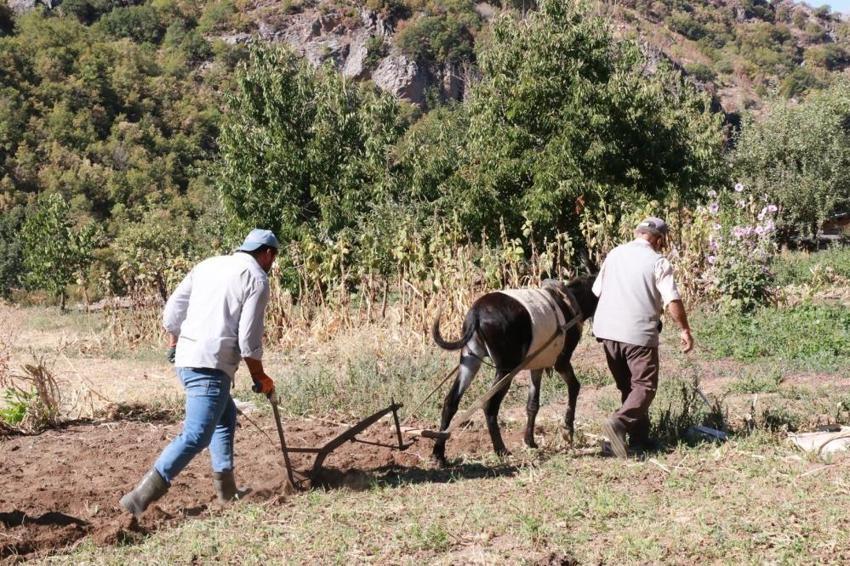 Konya'da hasat da miras kalıyor: At ve eşekle tarlaya daldılar