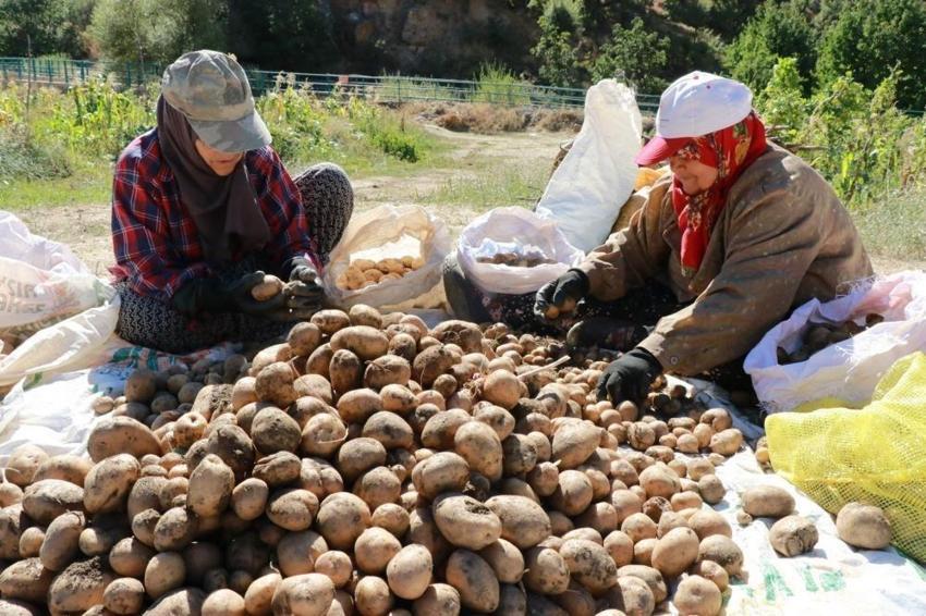 Konya'da hasat da miras kalıyor: At ve eşekle tarlaya daldılar