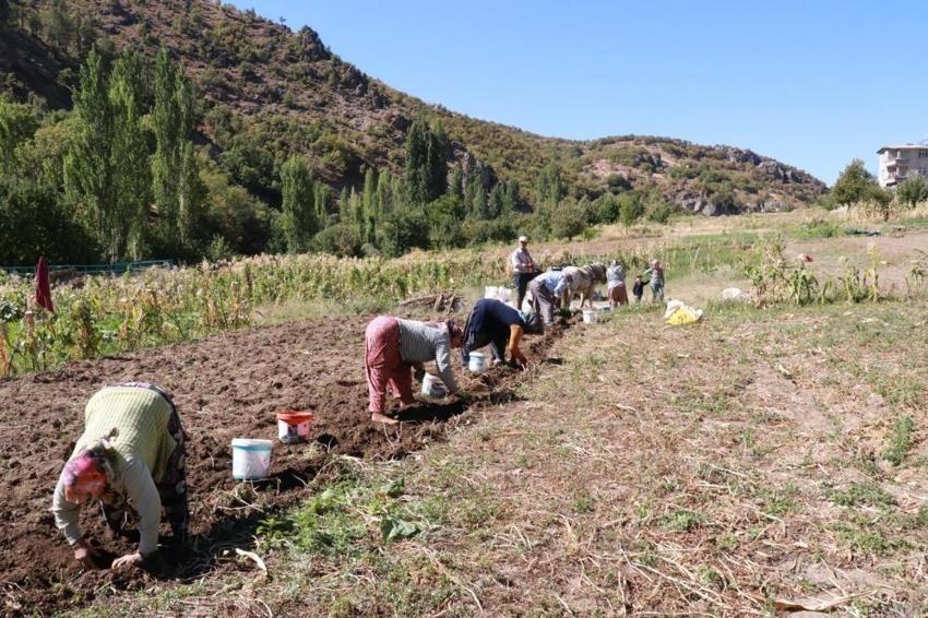 Konya'da hasat da miras kalıyor: At ve eşekle tarlaya daldılar