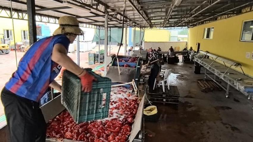 Bursa'da 1 mahalle Hollanda için çalışıyor! Sadece kadınlar üretiyor: 2 bin ton ihracat var