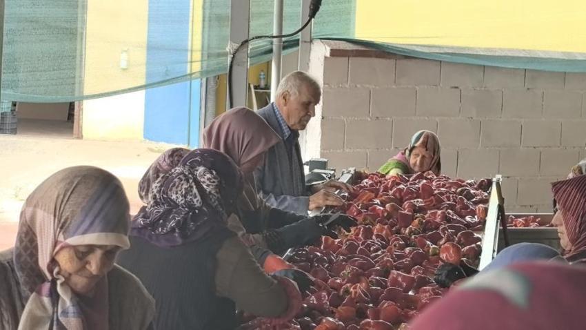 Bursa'da 1 mahalle Hollanda için çalışıyor! Sadece kadınlar üretiyor: 2 bin ton ihracat var