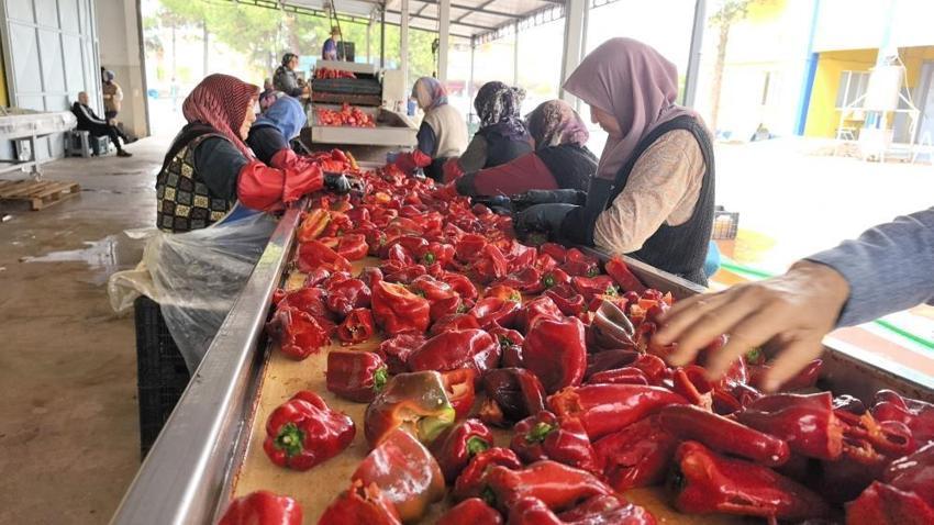 Bursa'da 1 mahalle Hollanda için çalışıyor! Sadece kadınlar üretiyor: 2 bin ton ihracat var