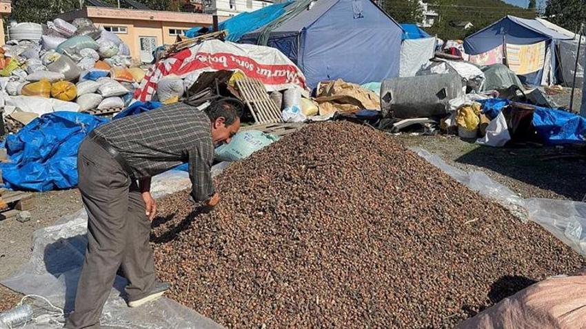 Zonguldak'ta boş fındık toplayıcıları sahneye çıktı! Çuvalı 100 liradan satılıyor