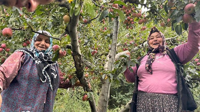 Fiyatı 4 kat arttı, Dereköy’de bayram havası! 'Çiftçi bu yıl çok para kazandı'