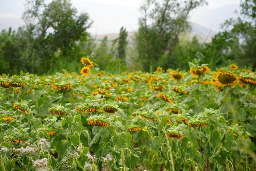 Erzincan'ın gözdesi! Tarlalar görenleri büyülüyor: Gören dönüp tekrar bakıyor