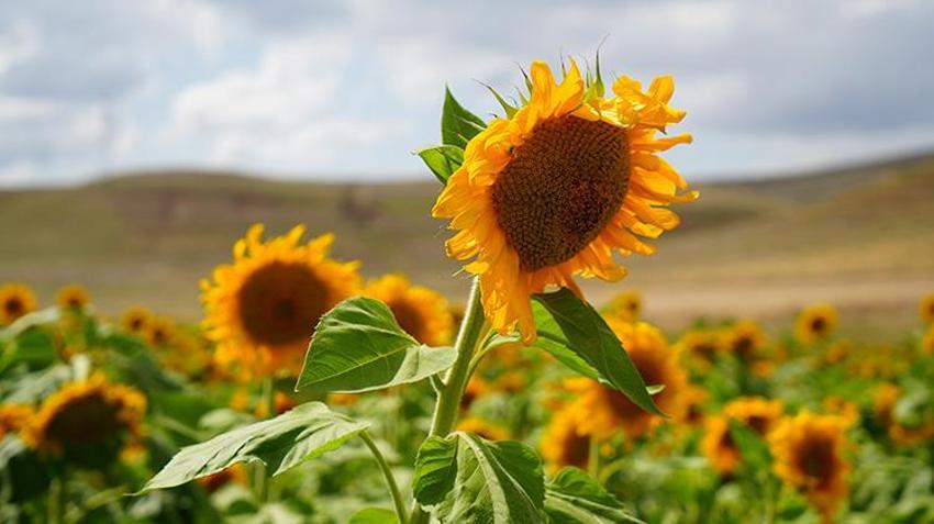 Erzincan'ın gözdesi! Tarlalar görenleri büyülüyor: Gören dönüp tekrar bakıyor