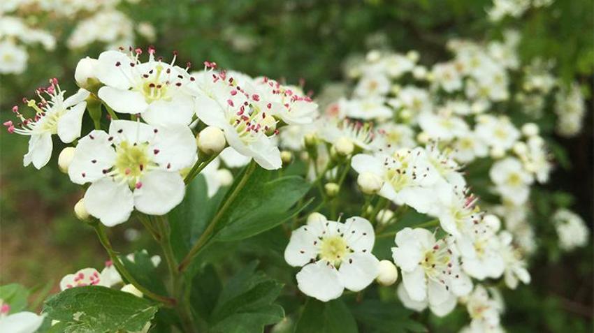 Sivas'ın dağlarında hiçbir müdahale olmadan kendiliğinden yetişiyor! Faydasını bilen arayıp buluyor, kilosu 200 TL'den kapış kapış gidiyor