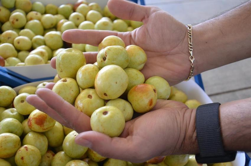 Manisa'da hasat başladı! Bir mahalle bu ürünle geçimini sağlıyor