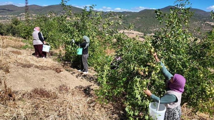 Manisa'da hasat başladı! Bir mahalle bu ürünle geçimini sağlıyor