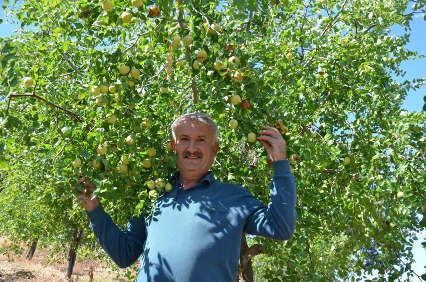 Manisa'da hasat başladı! Bir mahalle bu ürünle geçimini sağlıyor