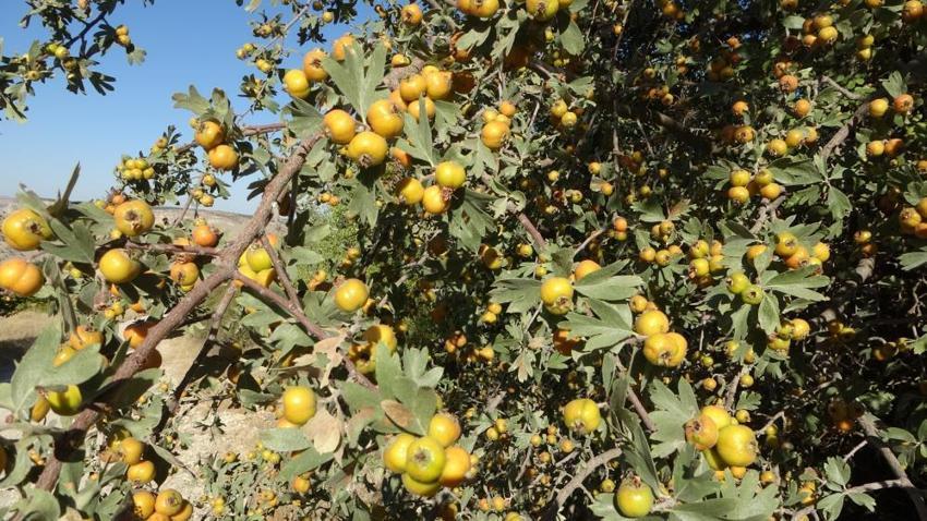 Malatyalı kayısıdan umudu kesince çareyi onda buldu: Kilosu 250 liradan başlıyor, üretici için altın değerinde!