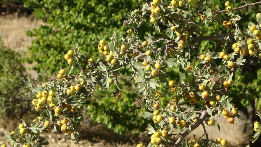 Malatyalı kayısıdan umudu kesince çareyi onda buldu: Kilosu 250 liradan başlıyor, üretici için altın değerinde!