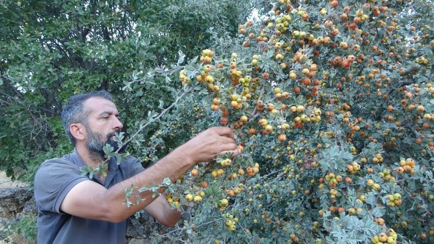 Malatyalı kayısıdan umudu kesince çareyi onda buldu: Kilosu 250 liradan başlıyor, üretici için altın değerinde!