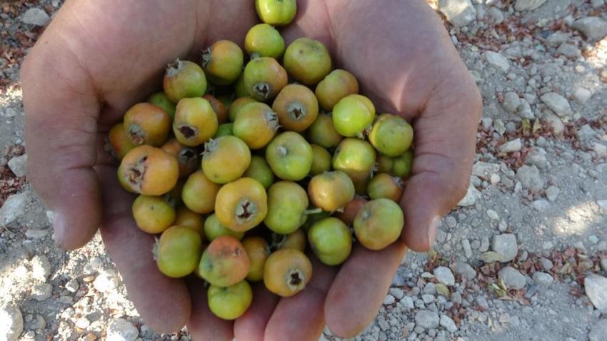Malatyalı kayısıdan umudu kesince çareyi onda buldu: Kilosu 250 liradan başlıyor, üretici için altın değerinde!