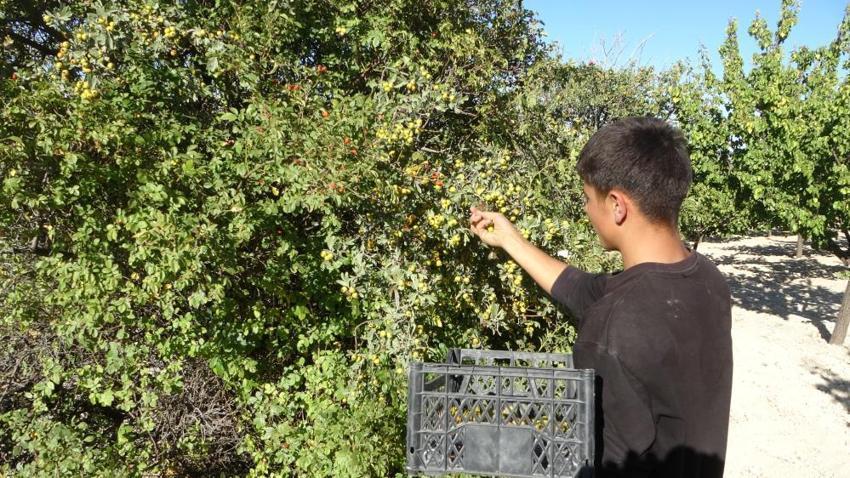 Malatyalı kayısıdan umudu kesince çareyi onda buldu: Kilosu 250 liradan başlıyor, üretici için altın değerinde!