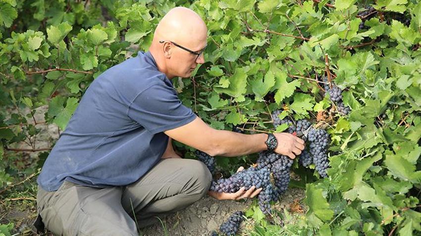 Van'da hasat başladı! Pestil ve pekmeze dönüşecek: Coğrafi tescilli üründe rekor verim!