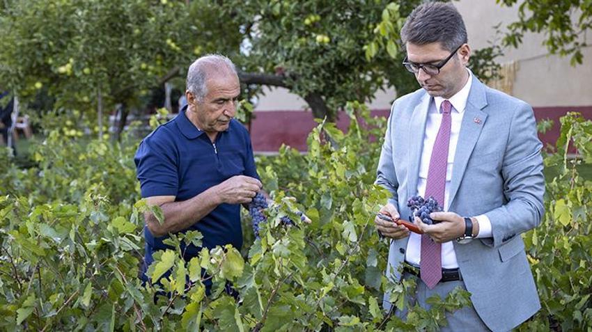 Van'da hasat başladı! Pestil ve pekmeze dönüşecek: Coğrafi tescilli üründe rekor verim!