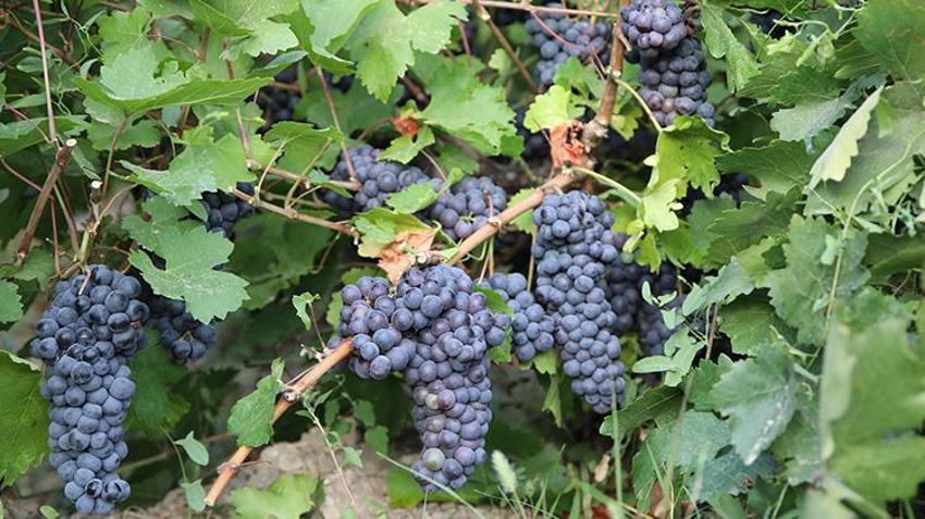 Van'da hasat başladı! Pestil ve pekmeze dönüşecek: Coğrafi tescilli üründe rekor verim!