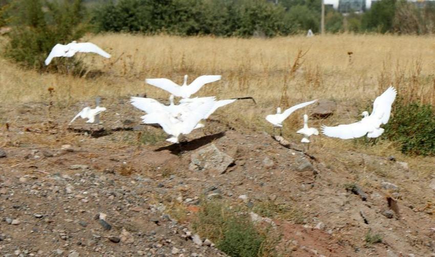 Erzincan'da koruma altına alındı: Göç hareketleri izlenmeye başlandı