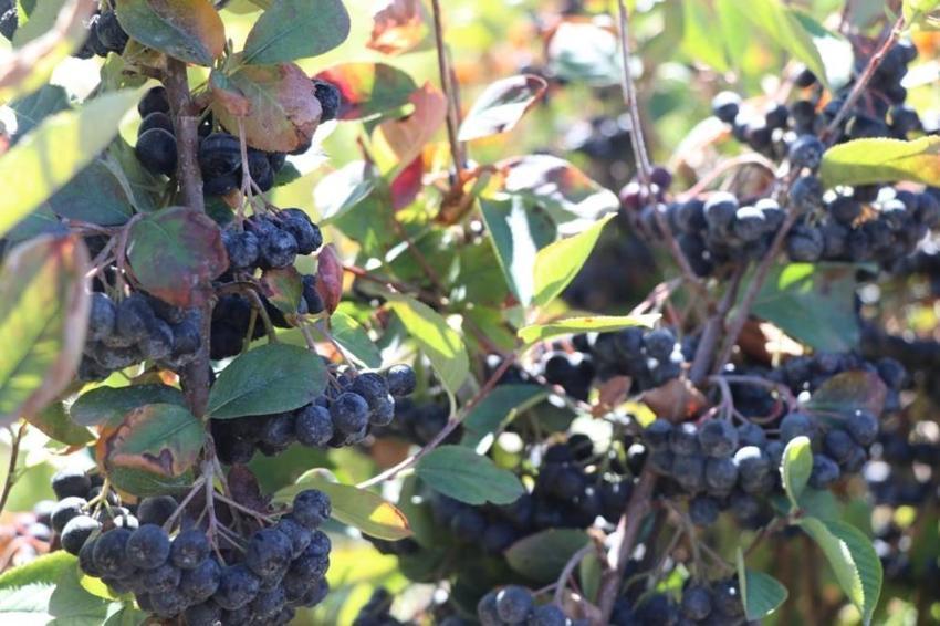 Köyüne dönüp üretmeye başladı, hastalığına şifayı o meyvede buldu! Şimdi hastalara ücretsiz dağıtacak