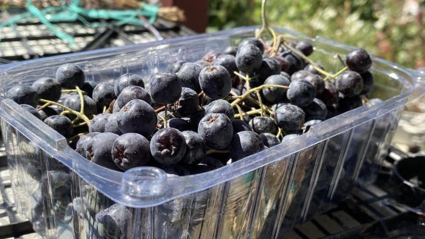 Köyüne dönüp üretmeye başladı, hastalığına şifayı o meyvede buldu! Şimdi hastalara ücretsiz dağıtacak