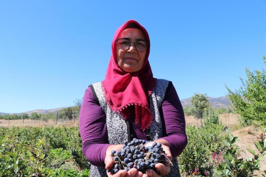Köyüne dönüp üretmeye başladı, hastalığına şifayı o meyvede buldu! Şimdi hastalara ücretsiz dağıtacak
