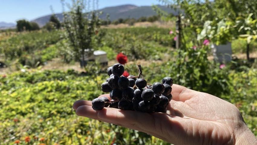 Köyüne dönüp üretmeye başladı, hastalığına şifayı o meyvede buldu! Şimdi hastalara ücretsiz dağıtacak