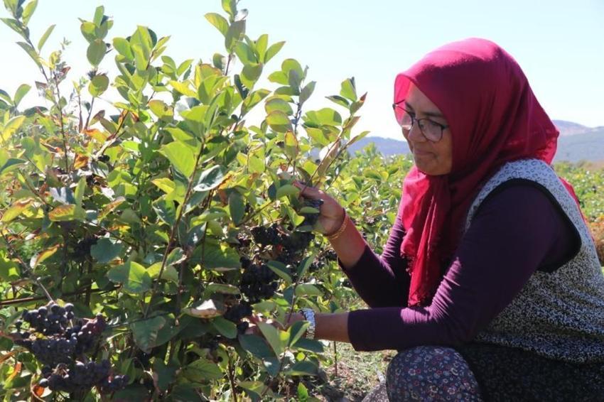 Köyüne dönüp üretmeye başladı, hastalığına şifayı o meyvede buldu! Şimdi hastalara ücretsiz dağıtacak