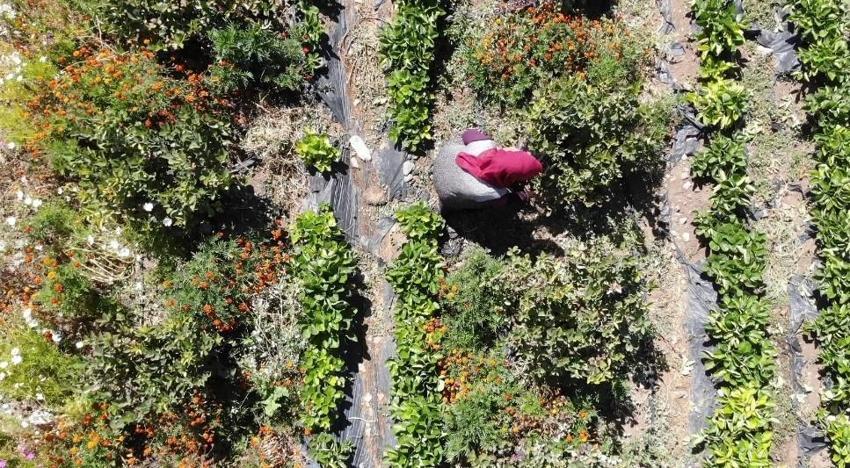 Köyüne dönüp üretmeye başladı, hastalığına şifayı o meyvede buldu! Şimdi hastalara ücretsiz dağıtacak