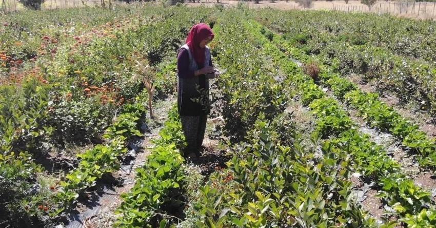 Köyüne dönüp üretmeye başladı, hastalığına şifayı o meyvede buldu! Şimdi hastalara ücretsiz dağıtacak