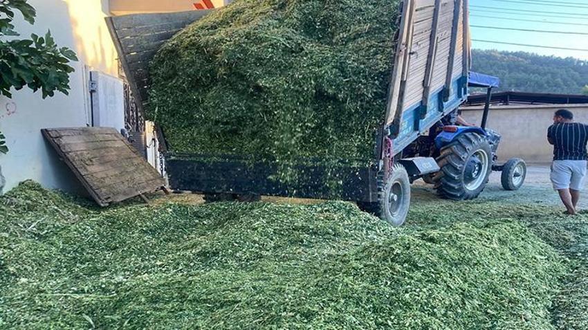 Manisa'da hazırlıklar başladı! Mısırlar eziliyor, üstü örtülüyor! 20 gün sonra yem oluyor
