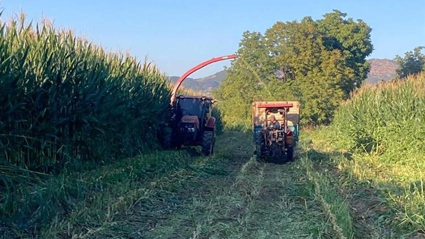 Manisa'da hazırlıklar başladı! Mısırlar eziliyor, üstü örtülüyor! 20 gün sonra yem oluyor