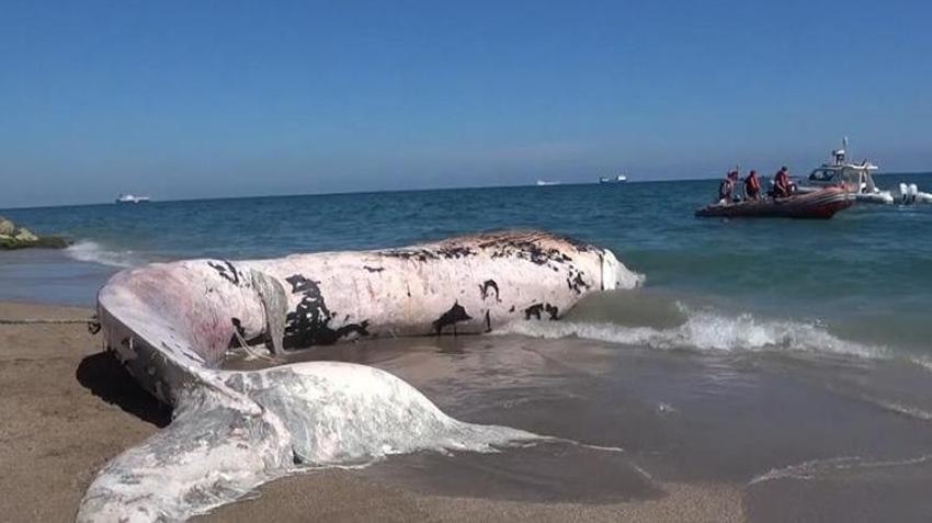 Mersin'de 4 yıl önce ölen balina gömüldüğü yerden çıkarılacak! Türkiye'de bir ilk gerçekleşecek