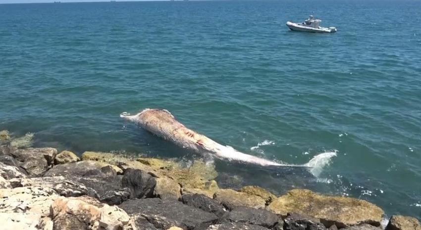 Mersin'de 4 yıl önce ölen balina gömüldüğü yerden çıkarılacak! Türkiye'de bir ilk gerçekleşecek