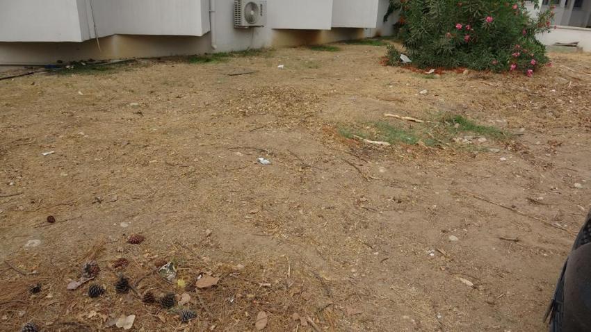 Mersin'de 4 yıl önce ölen balina gömüldüğü yerden çıkarılacak! Türkiye'de bir ilk gerçekleşecek