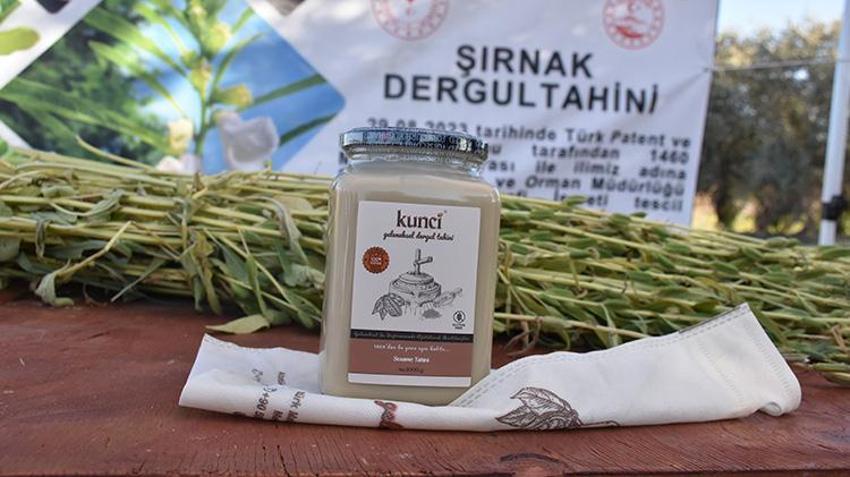 Şırnak'ta Dergul tahini coğrafi işaret kazanınca ham maddesinin üretim alanı genişledi! Çiftçiler oraklarla biçiyor