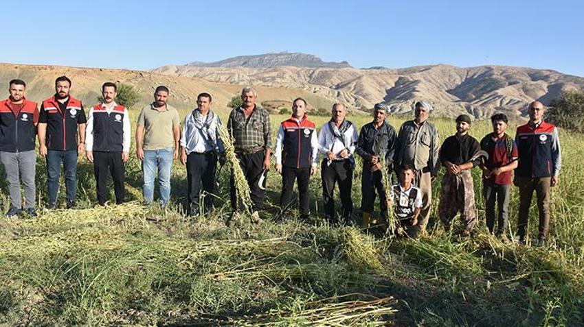 Şırnak'ta Dergul tahini coğrafi işaret kazanınca ham maddesinin üretim alanı genişledi! Çiftçiler oraklarla biçiyor