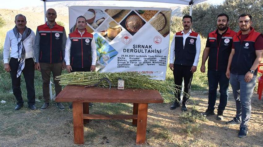 Şırnak'ta Dergul tahini coğrafi işaret kazanınca ham maddesinin üretim alanı genişledi! Çiftçiler oraklarla biçiyor